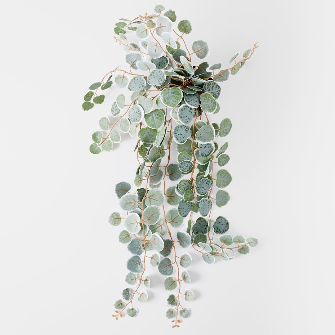 Trailing Eucalyptus In Plastic Pot - Silver/Green