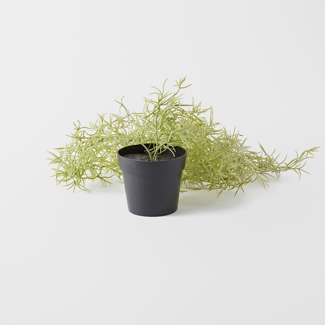 Trailing Rosemary In Plastic Pot - Green